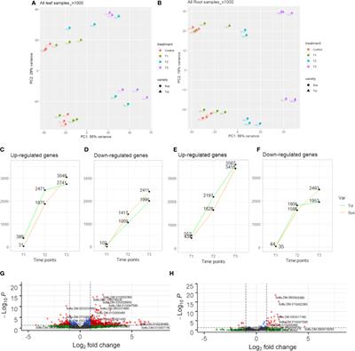 Transcriptome profiling shows a rapid variety-specific response in two Andigenum potato varieties under drought stress